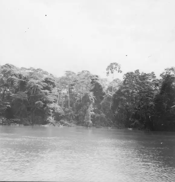 Foto 672: Vegetação na margem do Rio Amazonas (AM)