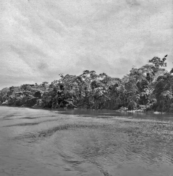 Foto 673: Vegetação na margem do Rio Amazonas (AM)