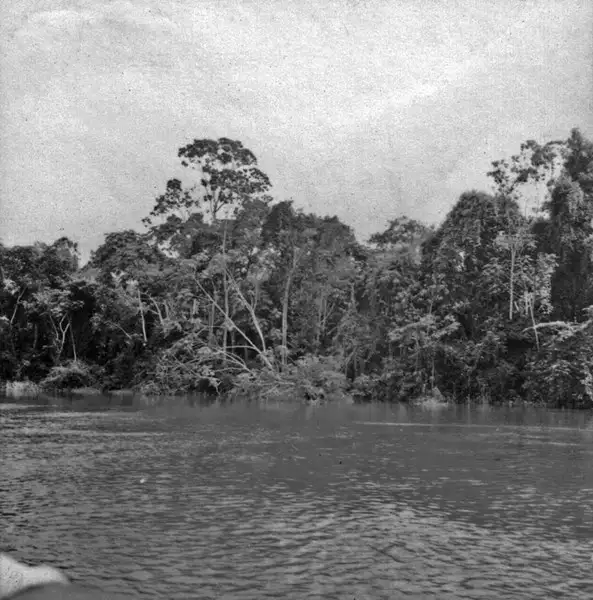Foto 674: Vegetação na margem do Rio Amazonas (AM)