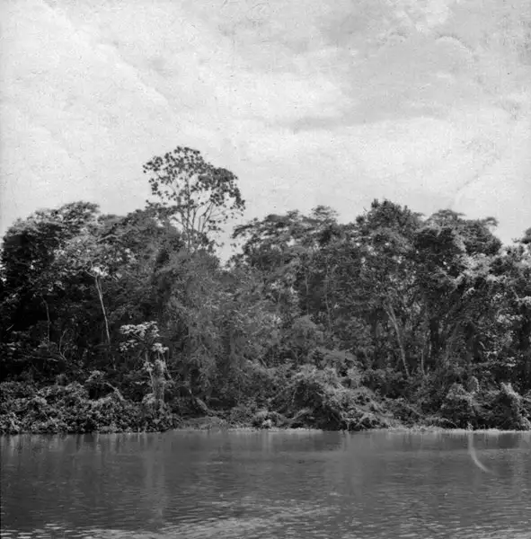 Foto 675: Vegetação na margem do Rio Amazonas (AM)