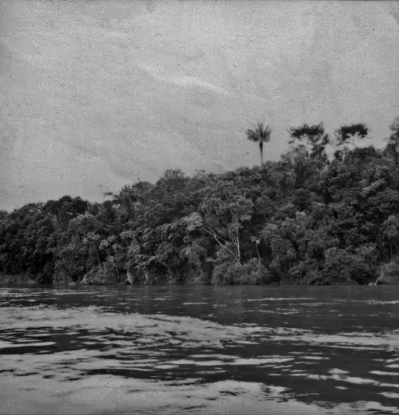 Foto 683: Vegetação na margem do Rio Amazonas (AM)
