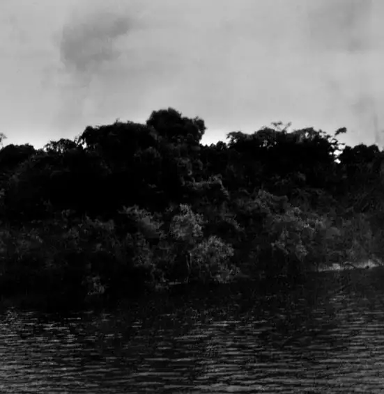 Foto 748: Rio Negro, detalhe de mata em Manaus (AM)