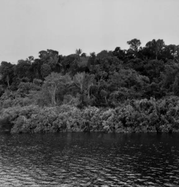 Foto 749: Rio Negro, detalhe de mata em Manaus (AM)