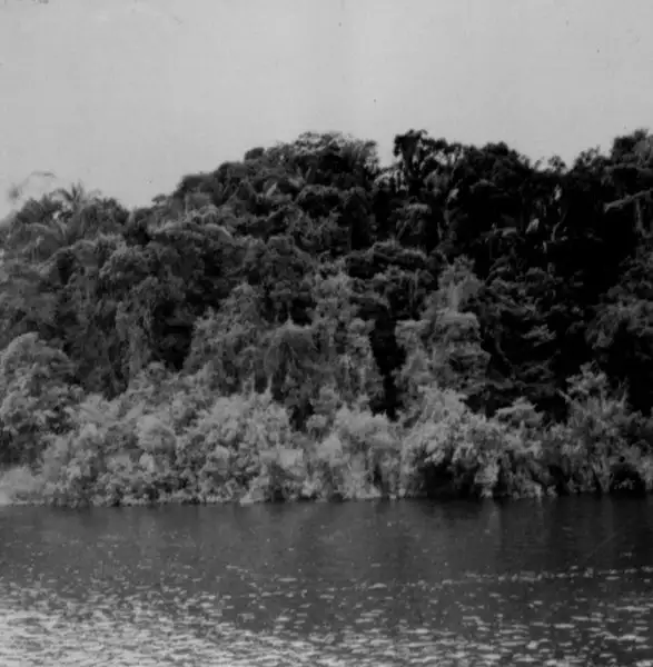 Foto 752: Rio Negro, detalhe de mata em Manaus (AM)