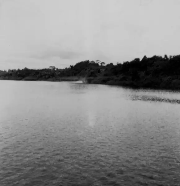 Foto 756: Rio Negro e mata em Manaus (AM)