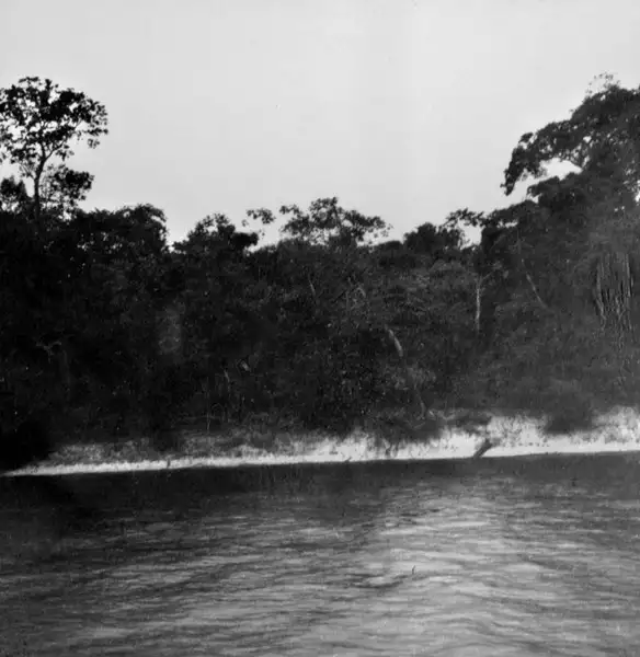 Foto 759: Detalhe de mata e raizes derrubadas no Rio Negro (AM)
