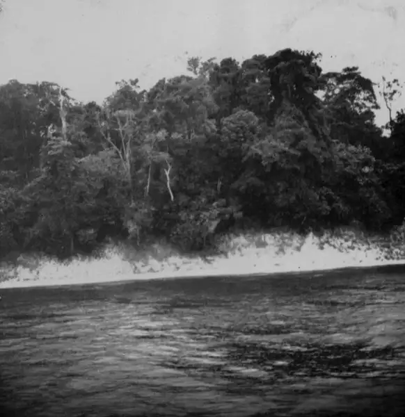 Foto 760: Detalhe de mata e raízes derrubadas no Rio Negro, Manaus (AM)