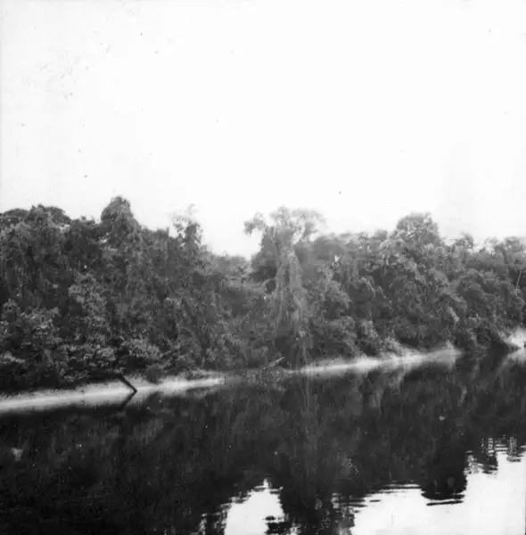 Foto 774: Detalhe de mata com árvores caidas no Rio Negro (AM)