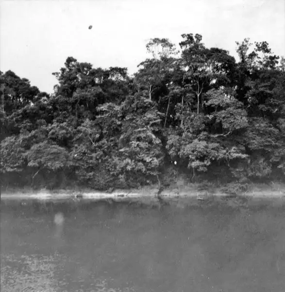 Foto 776: Detalhe de mata no Rio Negro em Manaus (AM)