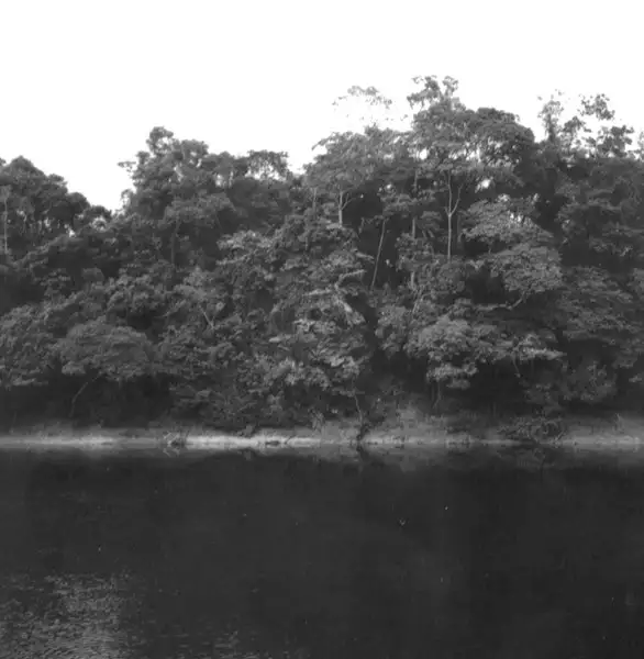 Foto 777: Mata no Rio Negro em Manaus (AM)