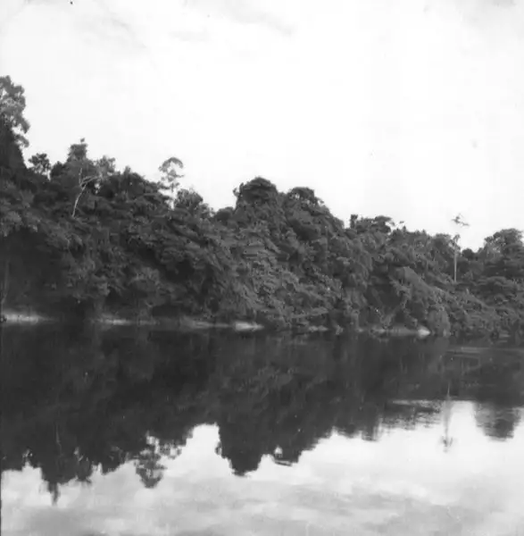 Foto 778: Mata no Rio Negro em Manaus (AM)
