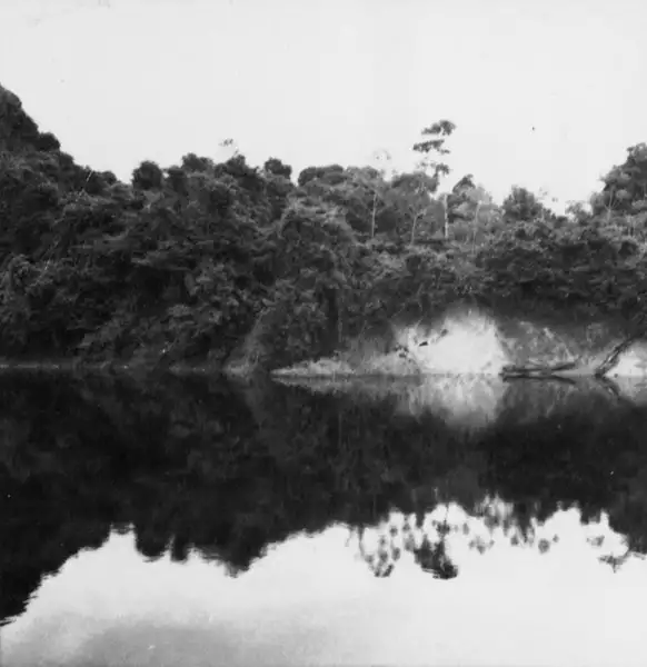 Foto 792: Rio Negro, aspecto da mata (AM)