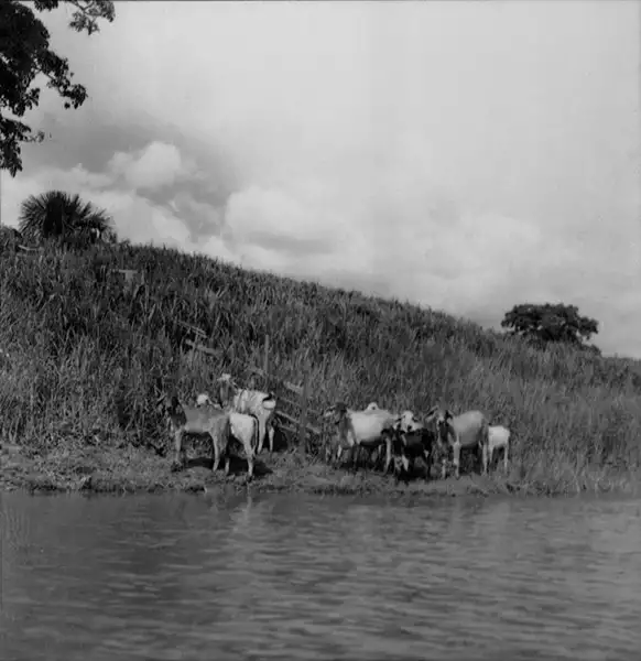 Foto 863: Fazenda Boa Esperança, vendo-se o gado pastando e o Rio Amazonas, Manaus (AM)