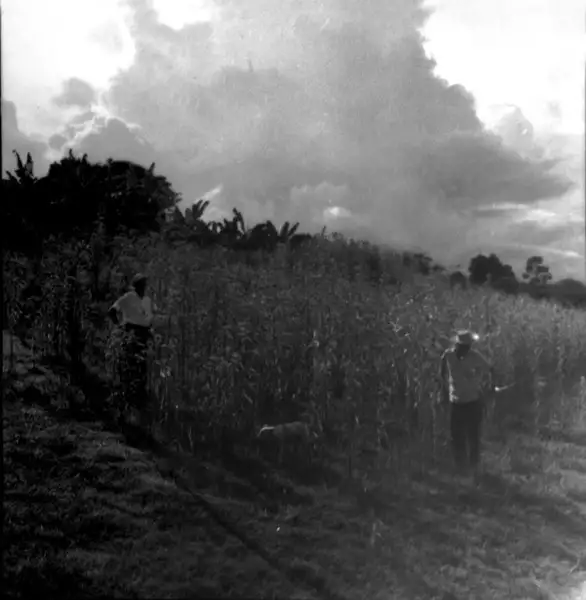 Foto 867: Plantação de juta em Manaus (AM)