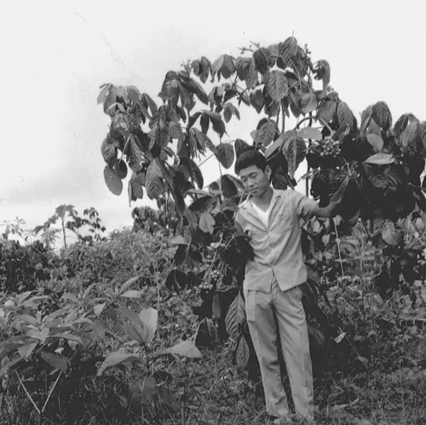Foto 902: Agrônomo japonês perto de uma plantação de guaraná em Manaus (AM)