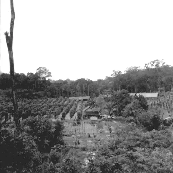 Foto 914: Propriedade japonesa Colônia Efigênio Sales : cultura da pimenta do reino : Manaus(AM)