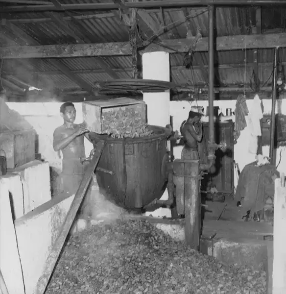 Foto 931: Beneficiamento da castanha em Manaus (AM)