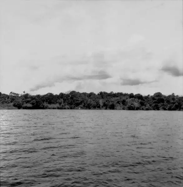 Foto 955: Capoeiras à margem do Rio Negro em Manaus (AM)