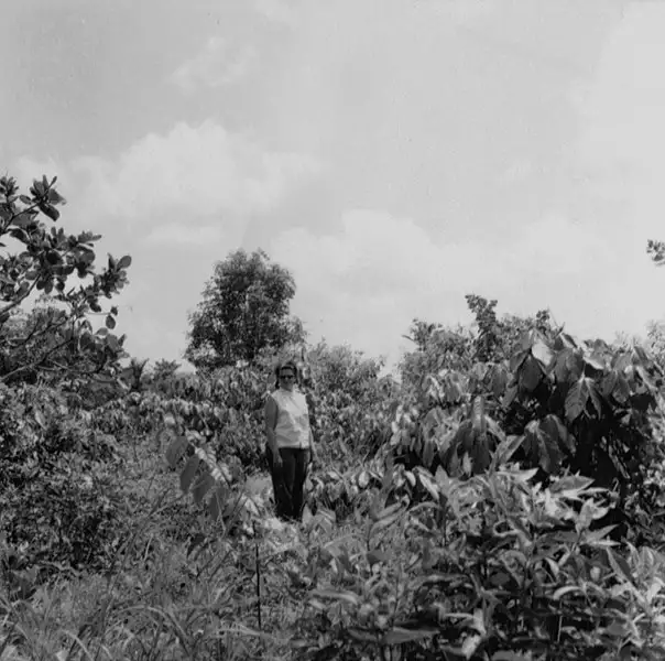 Foto 6: Plantação de guaraná no meio do mato no município de Maués (AM)