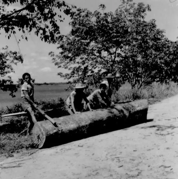 Foto 16: Toras de madeira, transportadas para a usina de pau rosa no município de Maués (AM)