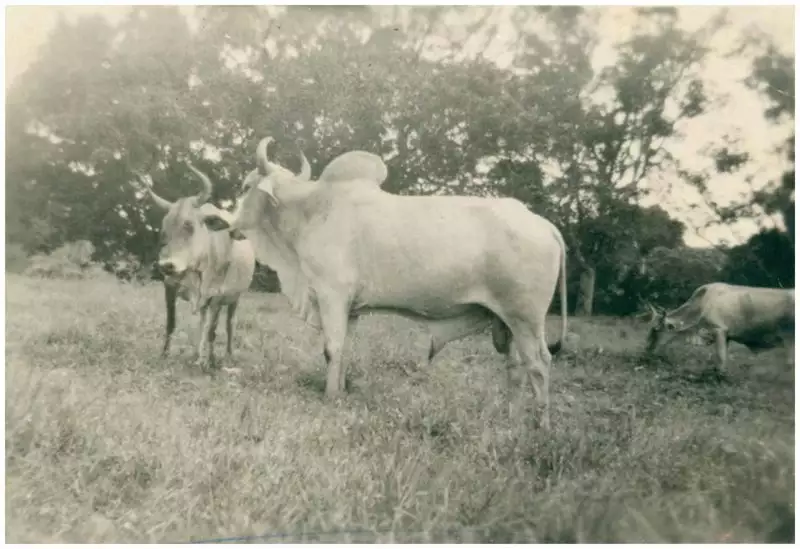 Foto 9: Criação de gado Zebu : Tefé, AM
