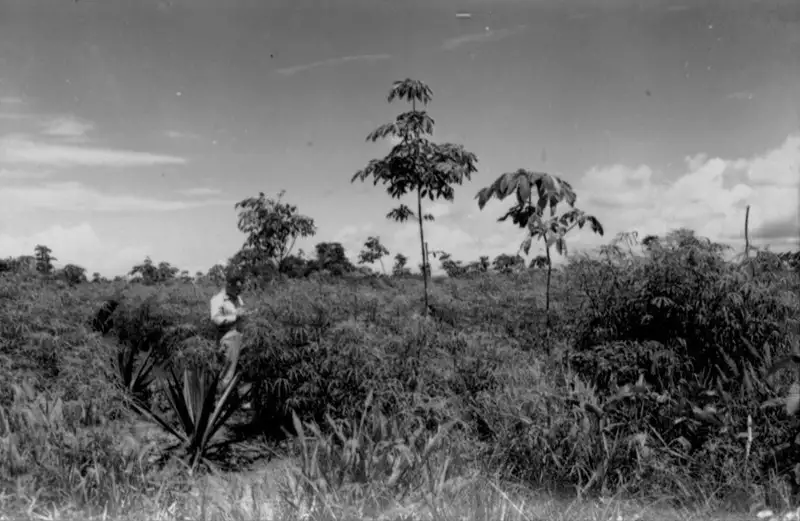 Foto 22: Seringueira plantada, enxertada de alta produção associada com mandioca e agave em Macapá (AP)