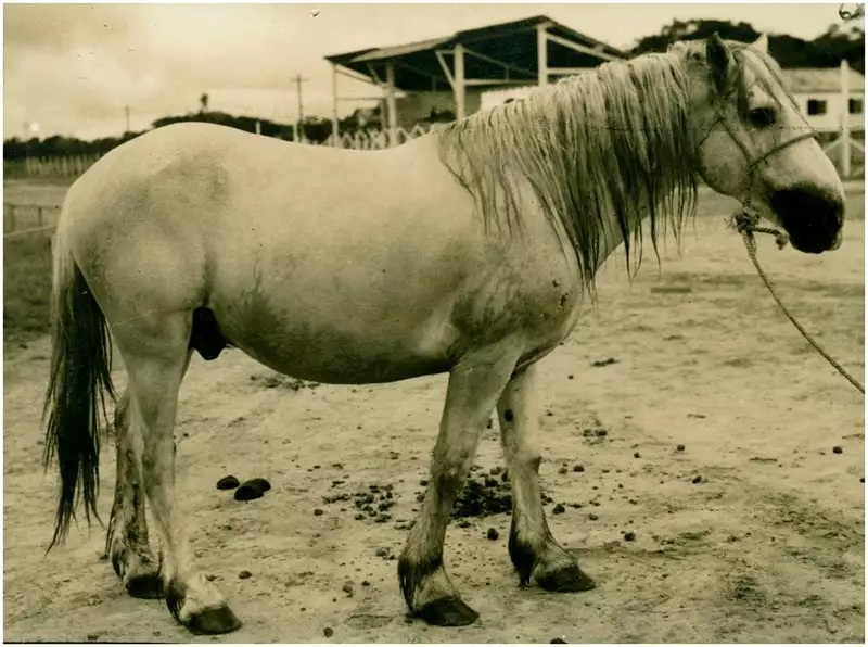 Foto 54: Cavalo Reprodutor Meio Sangue Bretão Postier : Posto Agropecuário : Macapá, AP