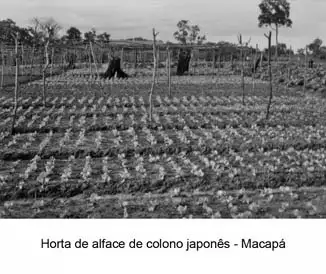 Foto 87: Horta de alface de colono japonês em Macapá (AP)