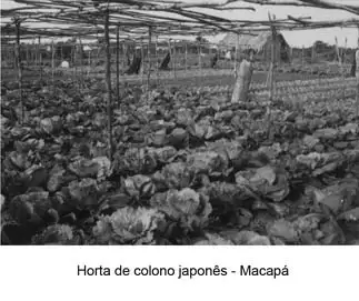 Foto 98: Horta de colono japonês em Macapá (AP)
