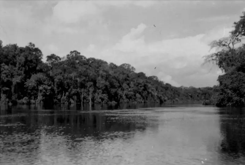 Foto 108: Vegetação à margem do Rio Amapari no Amapá (AP)
