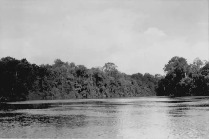 Foto 109: Vegetação à margem do Rio Amapari em Amapá (AP)