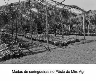 Foto 111: Mudas de seringueiras no Posto do Ministério Agrícultura em Macapá (AP)