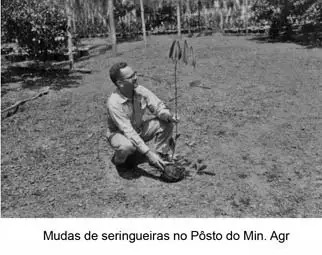 Foto 112: Mudas de seringueiras no Posto do Ministério Agrícultura em Macapá (AP)