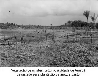 Foto 116: Vegetação de siriubal, próximo a cidade de Amapá devastado para plantação de arroz e pasto (AP)