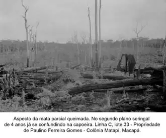 Foto 128: Mata parcilamente queimada e do seringal de propiedade de Paulino Ferreira Gomes, Colônia de Matapí em Macapá (AP)