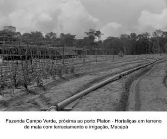 Foto 144: Fazenda Campo Verde, próximo ao porto Planton com hortaliças em terreno de mata com terracionamento e irrigação em Macapá (AP)