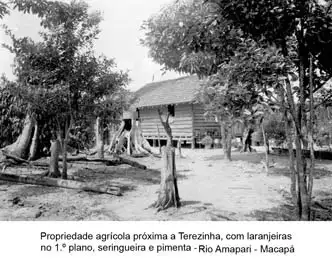 Foto 147: Propriedade agrícola próximo a Terezinha com laranjeiras, seringueiras e pimenta, rio Amapari em Macapá (AP)