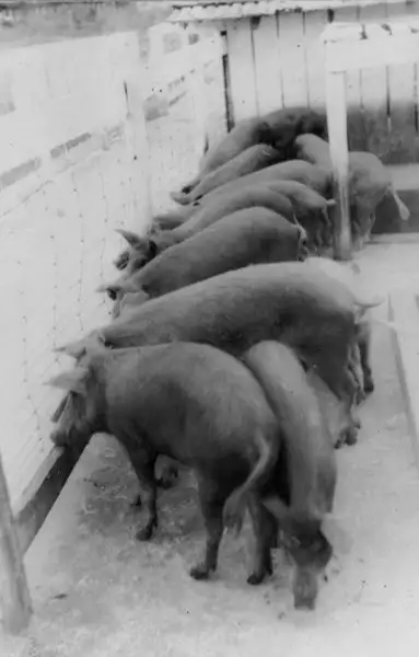 Foto 156: Criação de porcos no Macapá (AP)