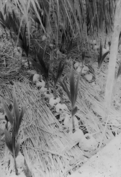 Foto 158: Plantação de côco no Macapá (AP)