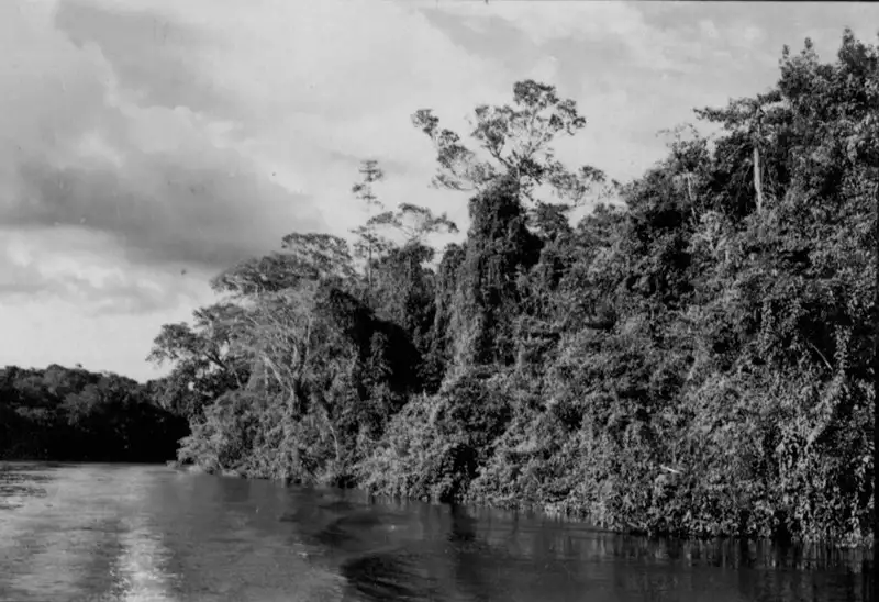 Foto 14: Vegetação à margem do Rio Amapari na Serra do Navio no Amapá (AP)