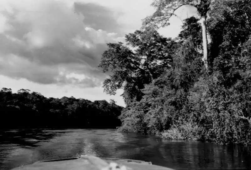 Foto 15: Vegetação à margem do Rio Amapari na Serra do Navio no Amapá(AP)