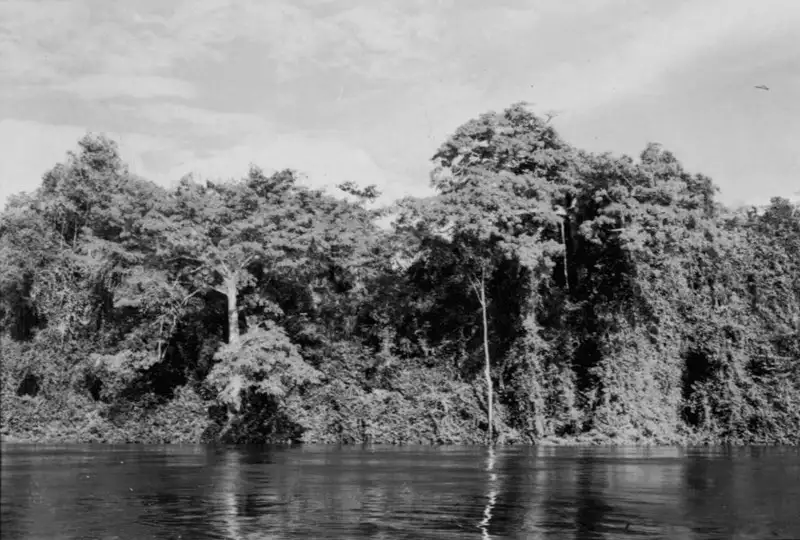 Foto 17: Vegetação à margem do Rio Amapari na Serra do Navio no Amapá (AP)