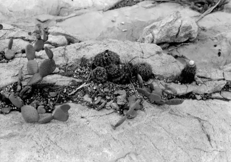 Foto 15: Cactácea substituindo as fendas da rocha em Encruzillhada (BA)