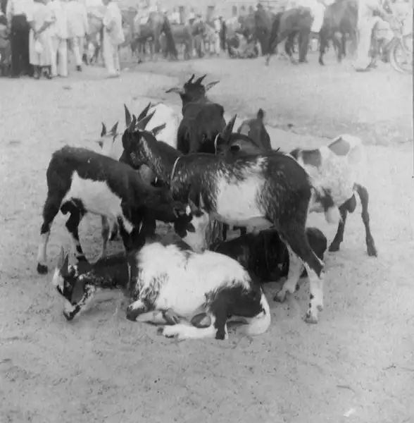 Foto 34: Cabra e cabritos na feira de Feira de Santana (BA)