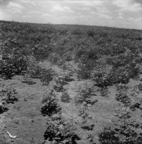 Foto 5: Plantação de mamona em Irecê (BA)