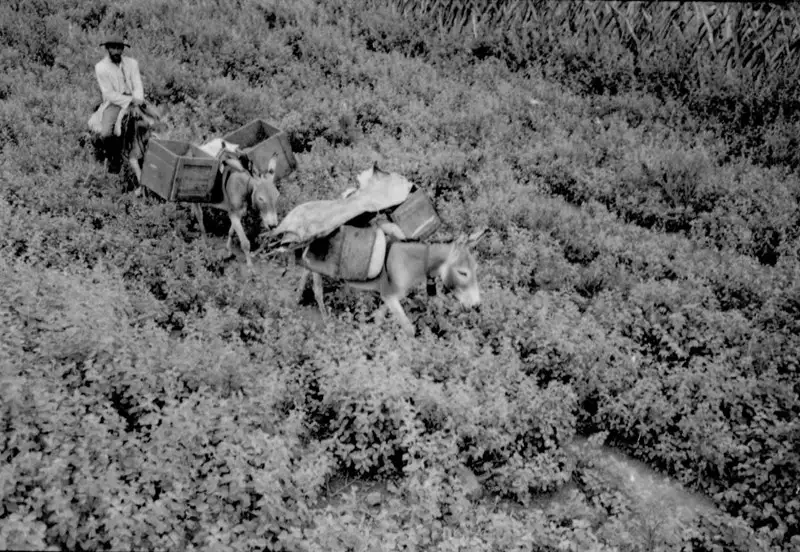 Foto 1: Burros transportando carga no Povoado Caldeirão em Uauá (BA)
