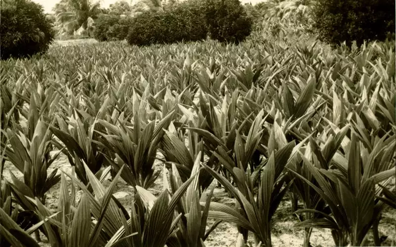 Foto 7: Plantação de coqueiros : Ituberá, BA