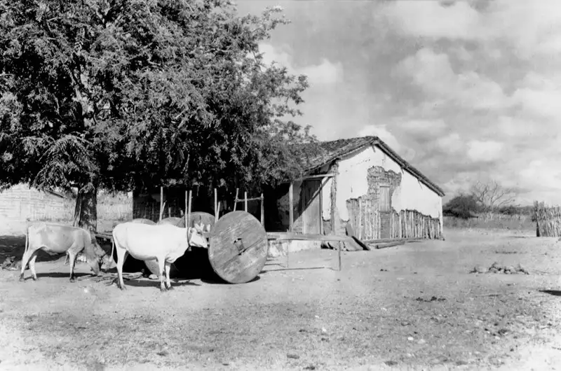 Foto 31: Casa de fazenda de gado em Paulo Afonso (BA)