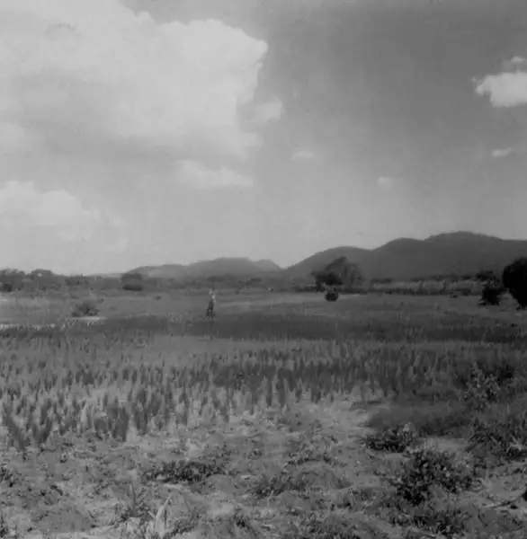 Foto 1: Plantações no Povoado Cruz na cidade de São Gonçalo dos Campos (BA)