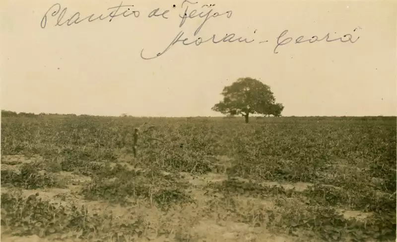 Foto 16: Plantação de feijão : Acaraú, CE